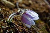 04_Anemone primaverile